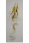 Coleophora otidipennella
