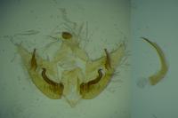 Depressaria albipunctella