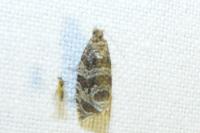 Celypha rivulana