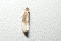 Hedya nubiferana