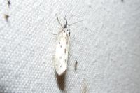 Ethmia dodecea