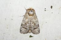 Cossus cossus