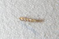 Cameraria ohridella