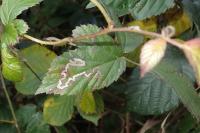 Stigmella aurella
