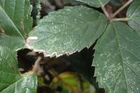 Stigmella aurella
