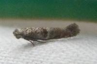 Cedestis subfasciella