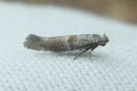 Cedestis subfasciella