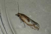 Eucosma gr. cana
