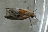 Eucosma gr. cana