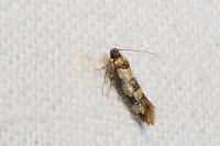 Decantha borkhausenii