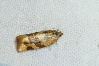 Argyrotaenia ljungiana