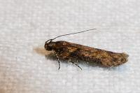Scrobipalpa costella