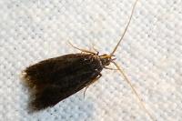 Lecithocera nigrana