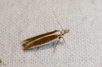 Dichomeris marginella