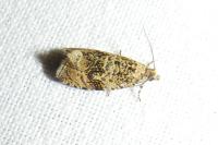 Celypha lacunana