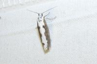 Ethmia bipunctella