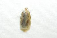 Archips xylosteana
