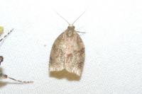 Pandemis heparana