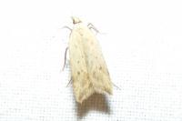 Dichomeris limosella