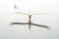 Emmelina monodactyla