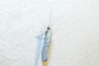 Yponomeuta sedella