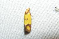 Agapeta zoegana
