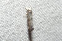 Paraswammerdamia