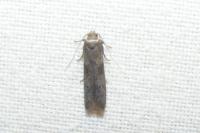 Blastobasis phycidella