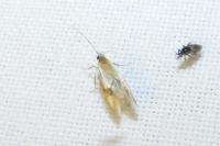 Batia lunaris