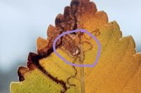 Stigmella ulmivora