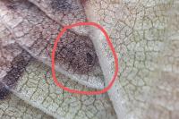 Stigmella ulmivora