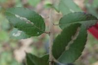 Phyllonorycter leucographella