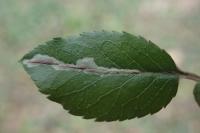 Phyllonorycter leucographella