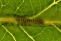 Phyllonorycter leucographella