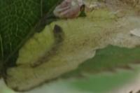 Coptotriche marginea