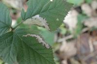 Coptotriche marginea