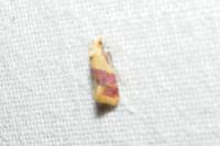 Diceratura ostrinana