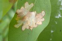 Parectopa robiniella