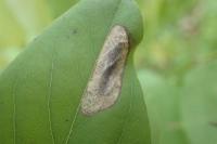 Macrosaccus robiniella
