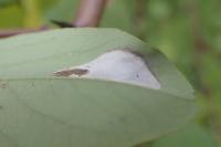 Macrosaccus robiniella