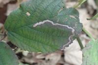 Stigmella aurella