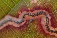 Stigmella aurella