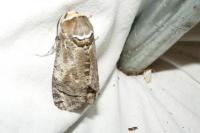 Cossus cossus