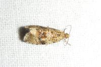 Celypha lacunana