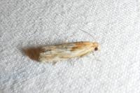 Eucosma gr. cana