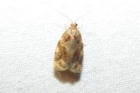 Archips xylosteana