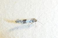 Enolmis acanthella