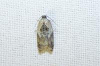 Acleris variegana