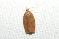 Pandemis dumetana