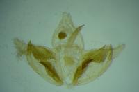 Depressaria incognitella